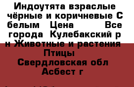 Индоутята взраслые чёрные и коричневые С белым › Цена ­ 450 - Все города, Кулебакский р-н Животные и растения » Птицы   . Свердловская обл.,Асбест г.